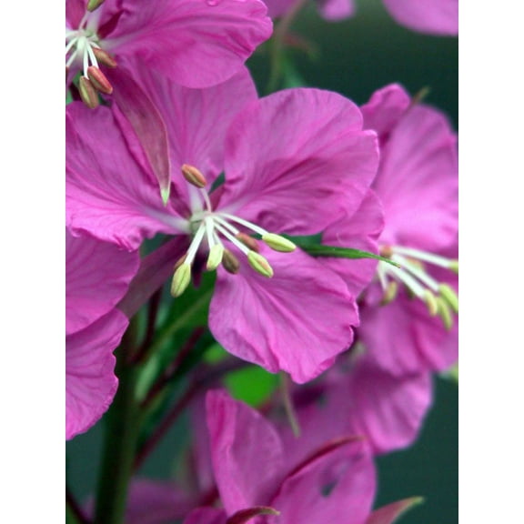 300 FIREWEED / ROSEBAY (Great Willowherb) Epilobium Angustifolium Flower Seeds