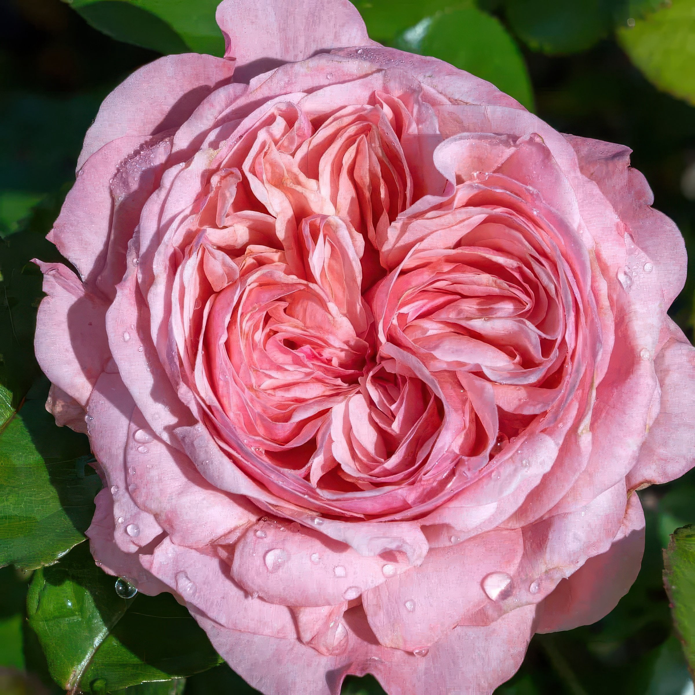 Bare Root Rose Ball Gown Romantica with Pink Flowers