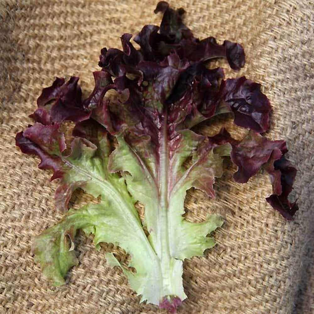 Organic Red Oakleaf Lettuce Seed 500 mg 300 Seeds Organic
