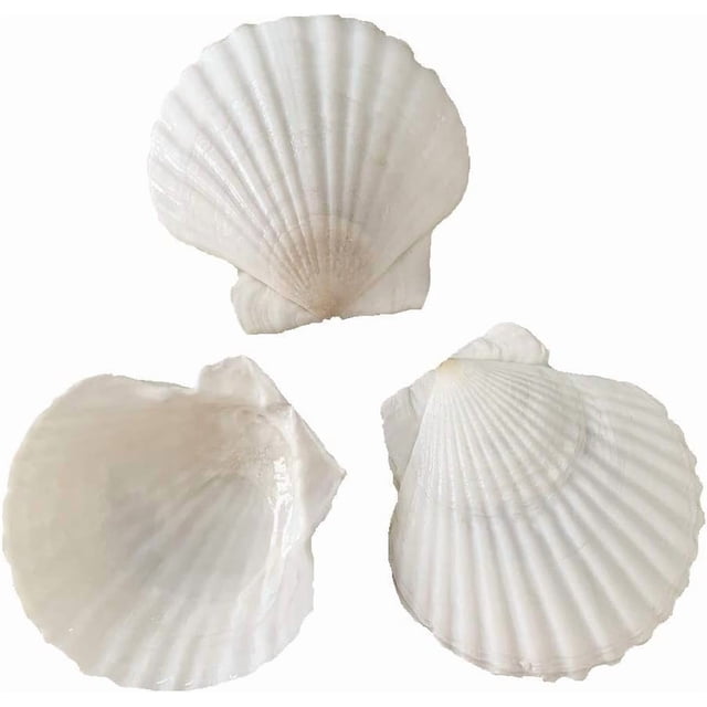 Vieira natural Sea Shells SEAJIAYI, 6-8 cm, blanca, 30 unidades