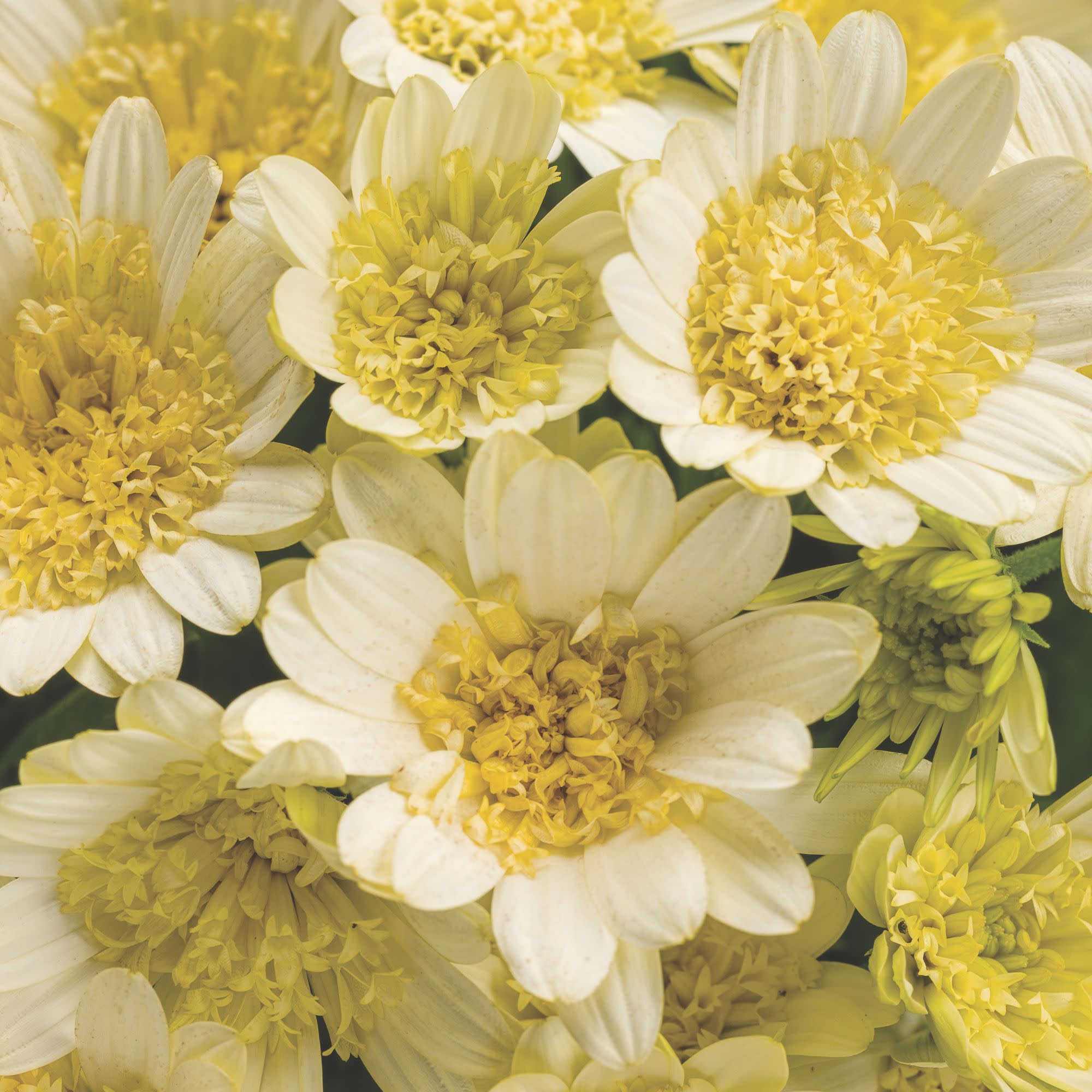 Proven Winners 4" Yellow Bright Lights Double Moonglow African Daisy Live Plant in 4.25" Pot (4 Count)