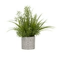 thumbnail image 2 of Wild Asparagus and Grass in Round Cement Planter, 2 of 2