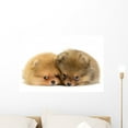 thumbnail image 1 of Pomeranian Puppy Wall Mural by Wallmonkeys Peel and Stick Graphic (24 in W x 16 in H) WM87134, 1 of 4