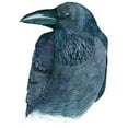 thumbnail image 3 of Saylor, Jeannine 14x18 Black Modern Framed Museum Art Print Titled - Raven, 3 of 5