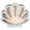 C, variant on Wooden Seashell Collection Storage Box with Acrylic Panel Seashell Display Case Coastal Decor