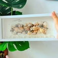 thumbnail image 2 of Long Shadow Box Frame Display Case Kit, 4x14.6" Rectangle 3D Frame with Shell for Beach Shells and Dried Flowers, Panoramic Wall Art for Home Decor, 2 of 7