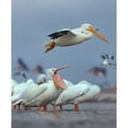 thumbnail image 3 of Fitzharris, Tim 20x24 Black Modern Framed Museum Art Print Titled - White Pelicans at Bolivar Flats-Texas, 3 of 5