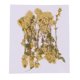 thumbnail image 2 of 20 Pedazos Flor Natural Real de Flor Amarilla Natural para Fabricación de Joyería Sunnimix Flores secas prensadas naturales, 2 of 8