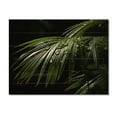 thumbnail image 3 of Designart "Palm Trees Euphony II" Floral Print on Natural Pine Wood, 3 of 5