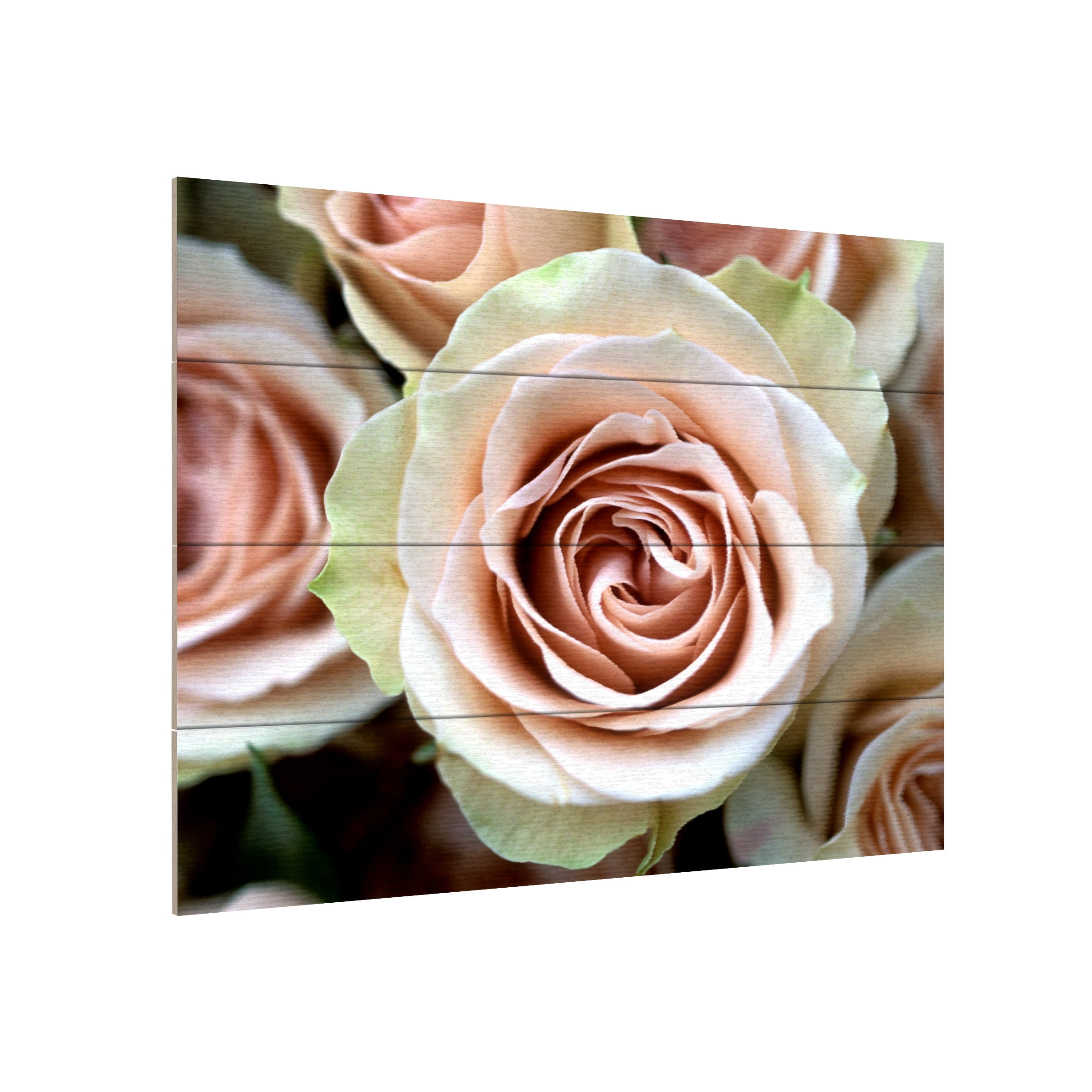 Trademark Fine Art 'Pale Pink Roses' Wooden Wall Art Art by Kathy Yates