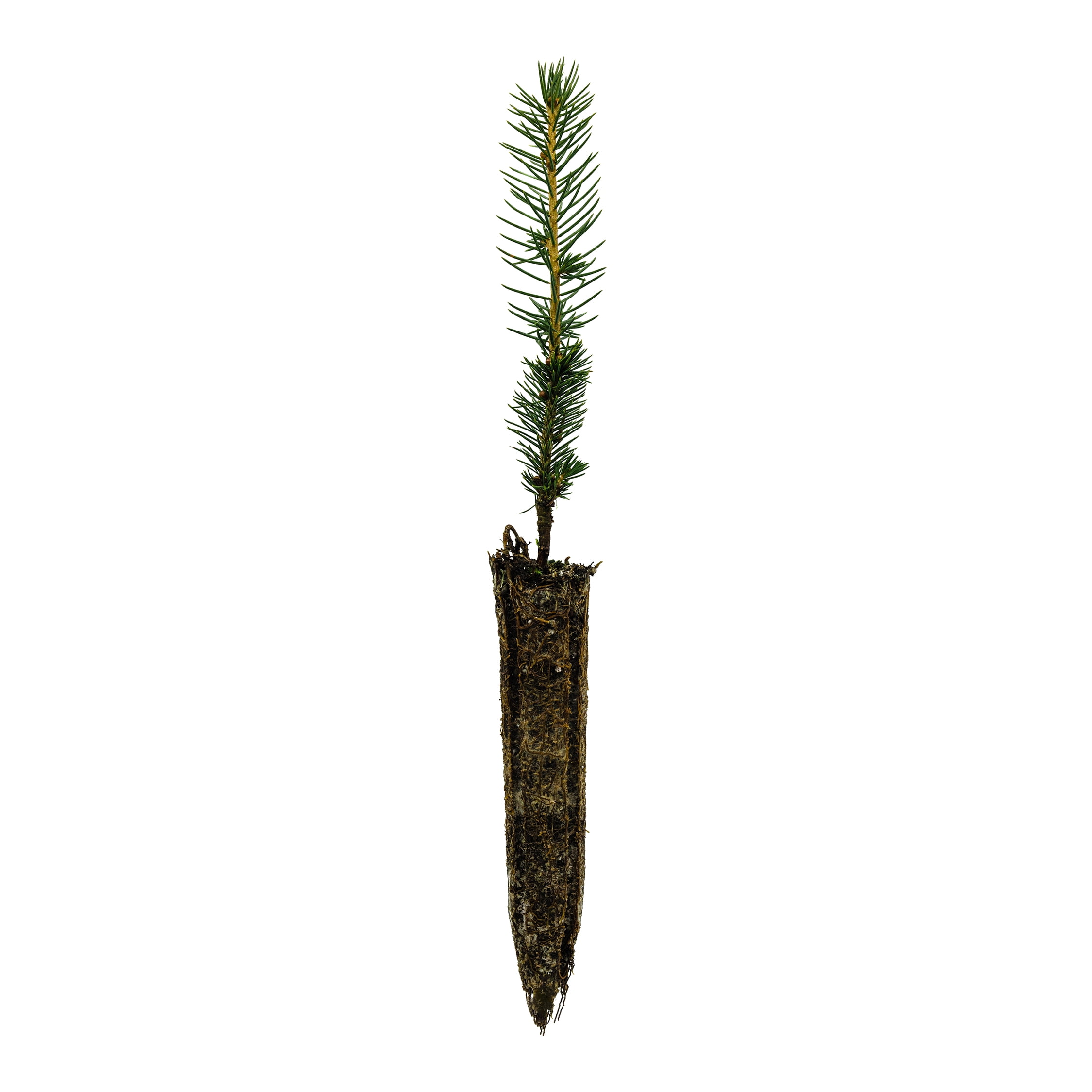 Sitka Spruce Small Tree Seedling The Jonsteen Company