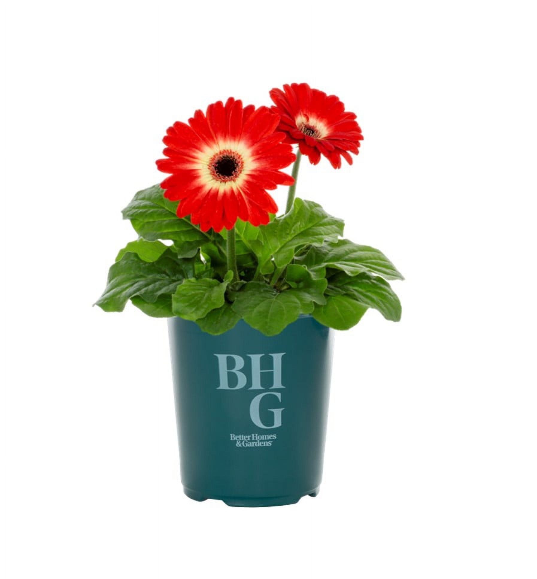 Better Homes & Gardens 1.5PT Red White Gerbera Daisy Live Annual Plant Sun 5-Pack