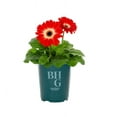 thumbnail image 2 of Better Homes & Gardens 1.5PT Red White Gerbera Daisy Live Annual Plant Sun 5-Pack, 2 of 7