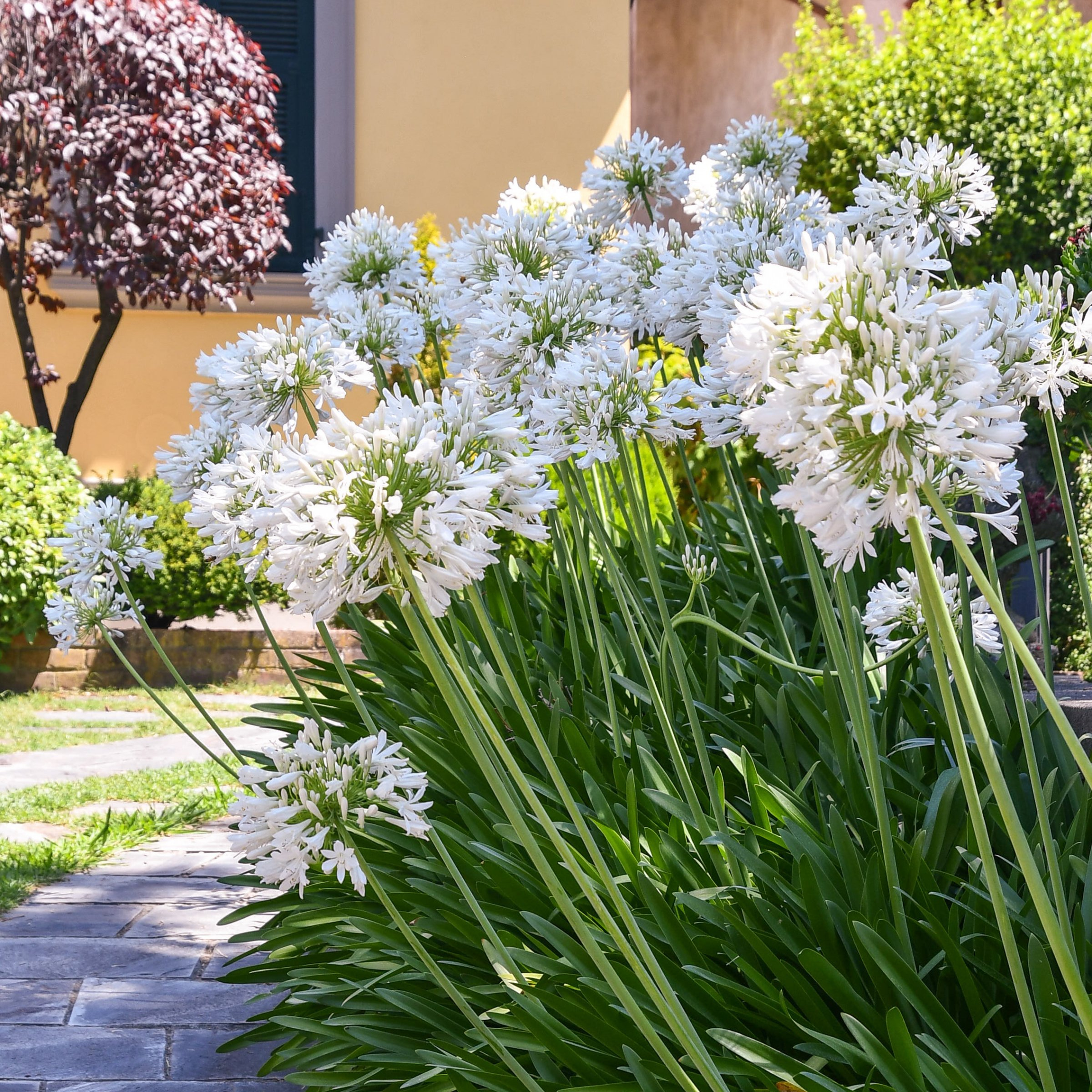 National Plant Network 1 gal. Agapanthus White Live Perennial Plant