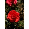 thumbnail image 2 of Johnson, George 23x32 White Modern Wood Framed Museum Art Print Titled - Red Rose, 2 of 4