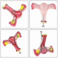 thumbnail image 2 of Life-Size Female Uterus Ovary Fallopian Tubes Model - Anatomical Teaching Tool with Base | 18cm PVC Medical Model for Education, 2 of 5