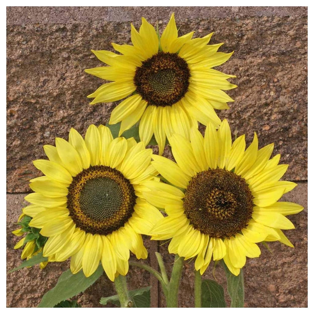 Everwilde Farms - 1 lb Lemon Queen Sunflower Garden Flower Seeds - Gold Vault Bulk Seed Packet
