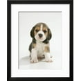 thumbnail image 2 of English Beagle Puppy Sitting, Animals World Culture Framed Art Print Wall Art Sold by Art.Com, 2 of 6