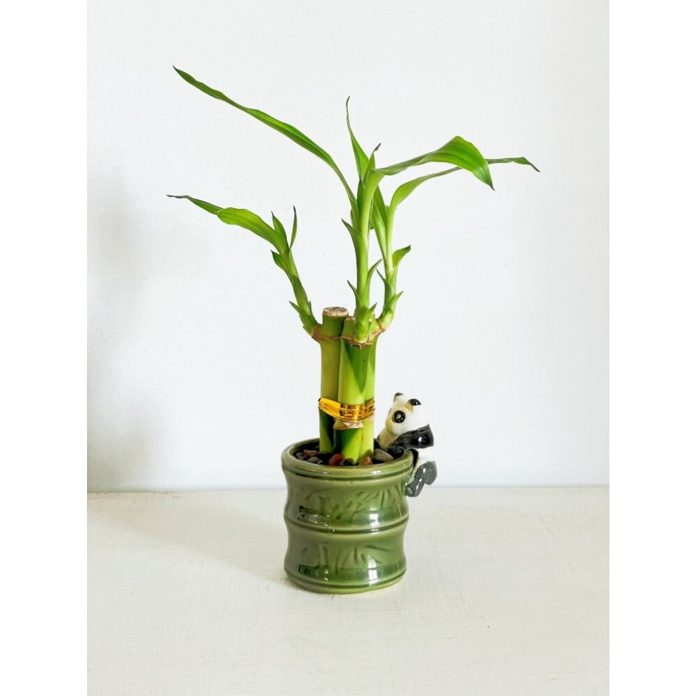 2-Pack Small Lucky Bamboo Live Indoor Plants with Ceramic Vase for Home & Office