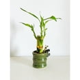 thumbnail image 6 of 2-Pack Small Lucky Bamboo Live Indoor Plants with Ceramic Vase for Home & Office, 6 of 6