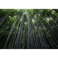 thumbnail image 2 of wall26 - Green Bamboo Forest - Removable Wall Mural | Self-Adhesive Large Wallpaper - 66x96 inches, 2 of 6