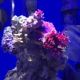 thumbnail image 3 of Medio filtrante Seachem de*nitrate 2L, 3 of 3