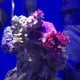 thumbnail image 3 of Medio filtrante Seachem de*nitrate 2L, 3 of 3