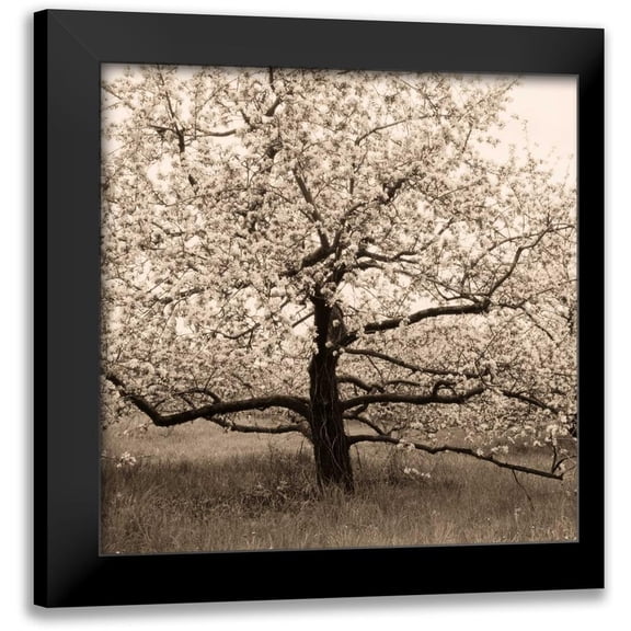 Triebert, Christine 12x12 Black Modern Framed Museum Art Print Titled - Apple Tree in Bloom