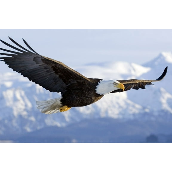 American Bald Eagle 24x36 inch rolled wall poster