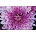 thumbnail image 2 of Erin Berzel 40x28 Gallery Wrapped Canvas Wall Art Titled - Purple Mum II, 2 of 4