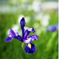 thumbnail image 5 of Easy to Grow Dutch Iris Telstar 20 Plant Bulbs, Spring Summer Zones 6-9, 5 of 6