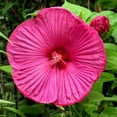 thumbnail image 5 of Seedville 25 Grenache Vintage Pink Hibiscus Flower Seeds, 5 of 10