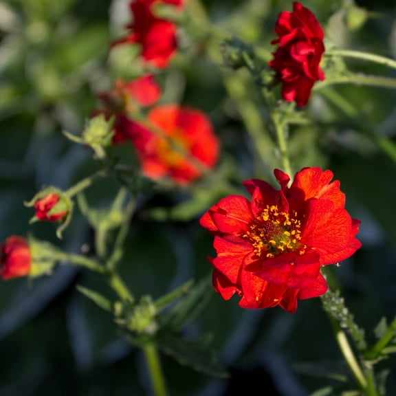 Outsidepride Geum Mrs. Bradshaw - 1000 Seeds