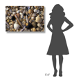 thumbnail image 3 of Global Gallery Jan Vermeer,'Selection of bivalve shells' Stretched Canvas Artwork, 3 of 3
