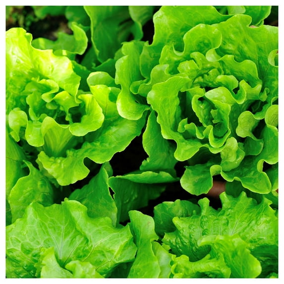 Everwilde Farms - 1 lb Esmerelda Leaf Lettuce Seeds - Gold Vault Bulk Seed Packet