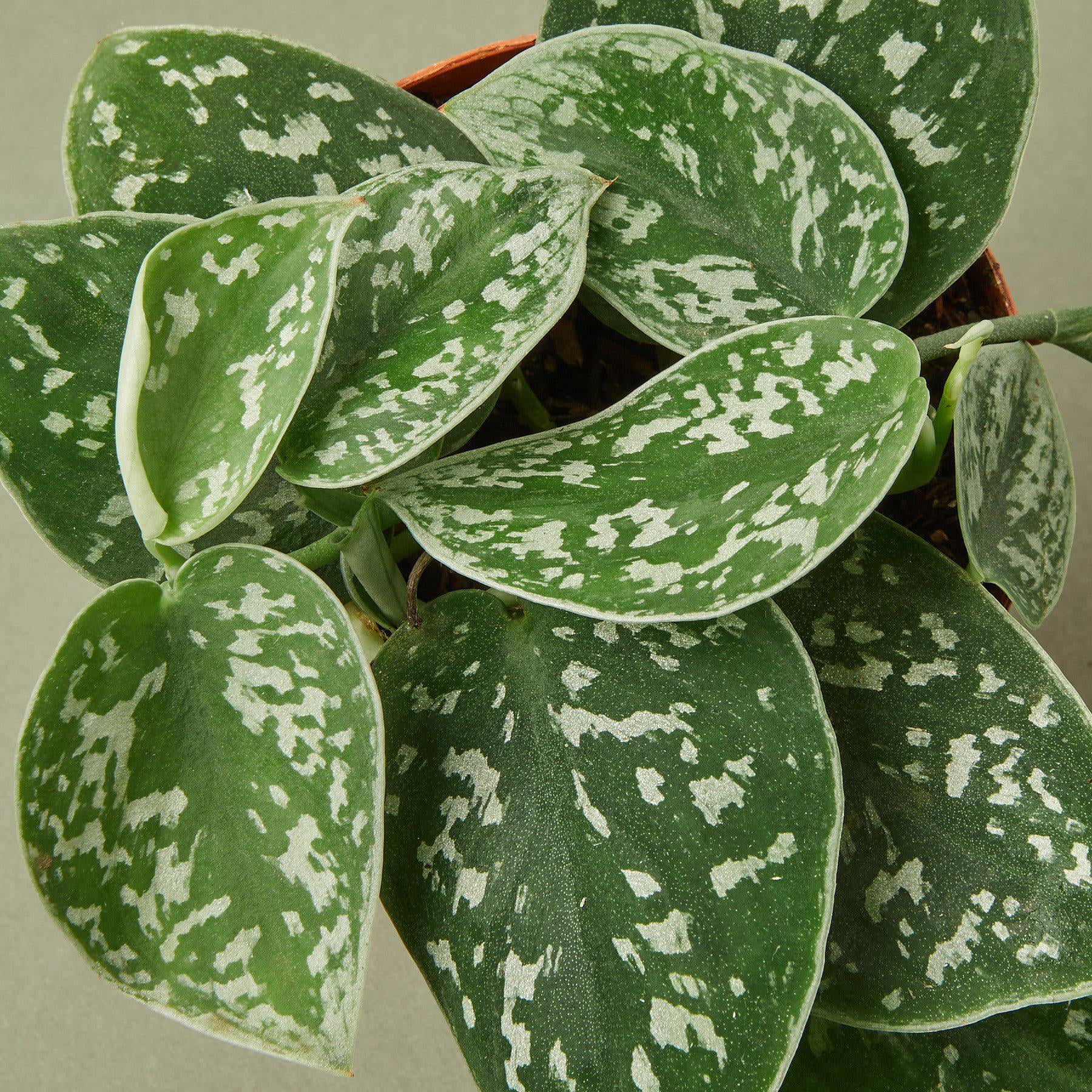 Pothos 'Satin', 4" Pot, Indoor Houseplant, Easy Care, Live Plant for Indoor & Outdoor