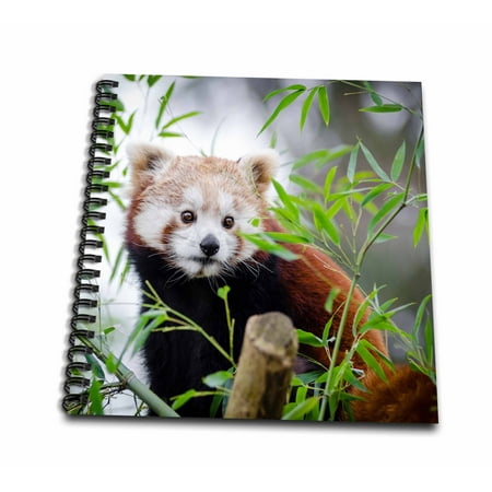 Panda Notepad - 3dRose Red Asia Panda Bear in the Free Nature Wildlife - Mini Notepad, 4 by 4-inch