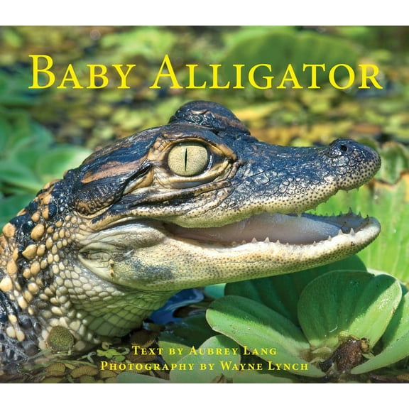 Nature Babies: Baby Alligator (Paperback)