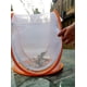 thumbnail image 2 of Mini Tienda De Invernadero De Plantas Naranja con Cubierta Transparente Casa De Cultivo De Plantas Protegidas, Protector De Cubierta De Plantas De Jardinería Plegable Portátil Observación De Red, 2 of 5