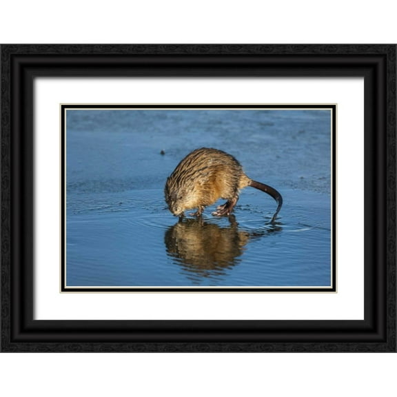 Illg, Cathy and Gordon 32x23 Black Ornate Wood Framed with Double Matting Museum Art Print Titled - Wyoming, Jackson Hole Muskrat reflects in water