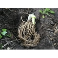 thumbnail image 2 of 3 Brother Stephen Hosta Bareroot Plants, 2 of 4