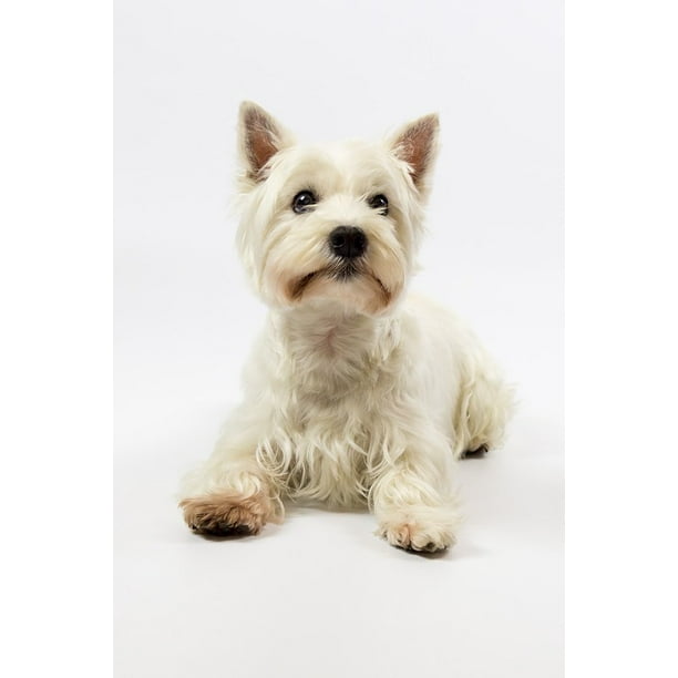 West Highland Terrier Westie 12 Inch By 18 Inch Laminated Poster With Bright Colors And Vivid Imagery Fits Perfectly In Many Attractive Frames Walmart Com Walmart Com