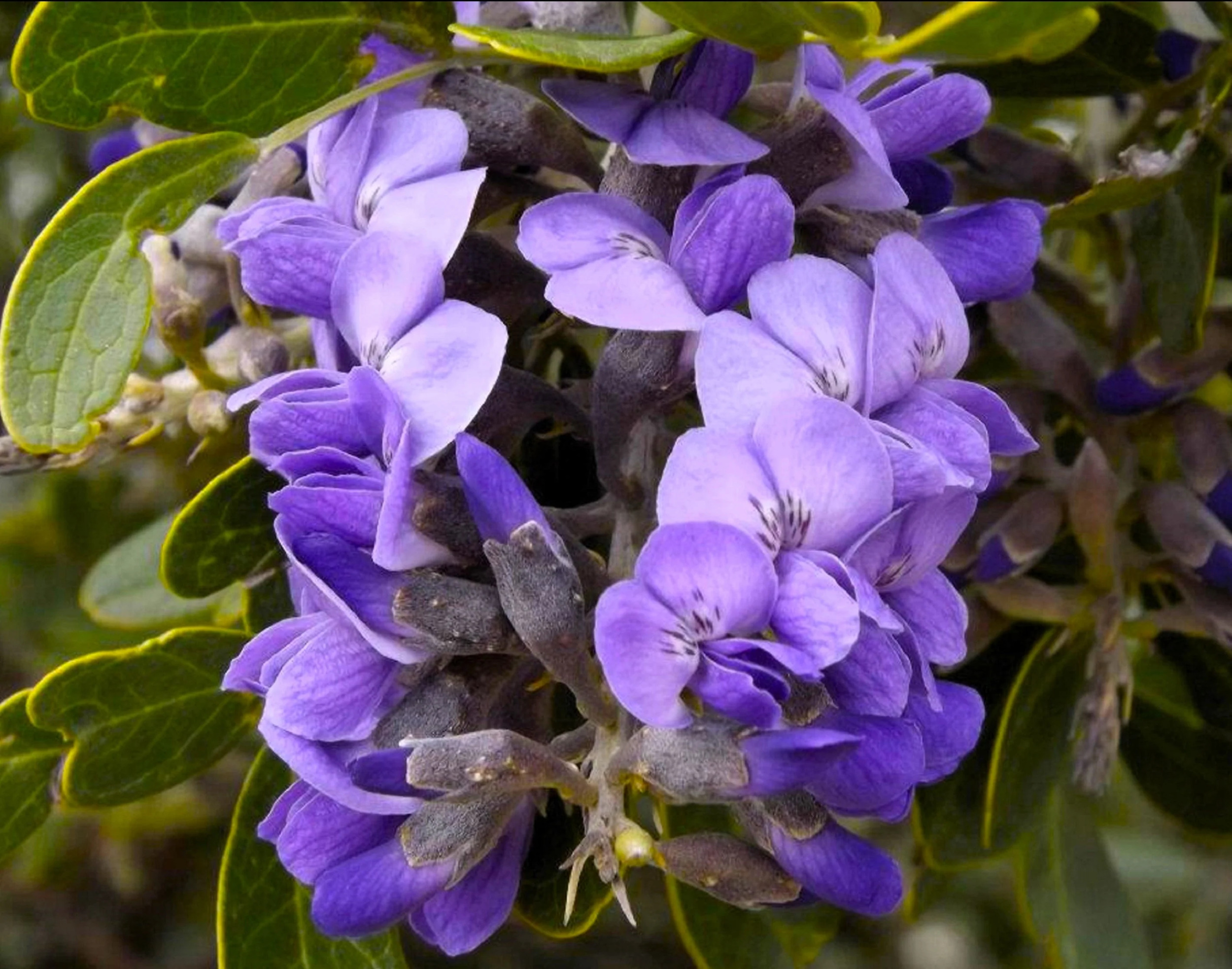 10 TEXAS Mountain LAUREL Sophora Secundiflora Mescal Tree Purple Flower Seeds - image 3 of 11