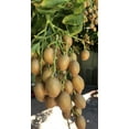 Wampee Tree 10” No Pot Clausena lansium Tropical Fruit Tree Ready To