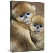 Global Gallery  16 x 24 in. Golden Snub-Nosed Monkey Juveniles Huddled Up Against Each Other to Keep Warm - Qinling Mountains - China Art Print - Cyril Ruoso