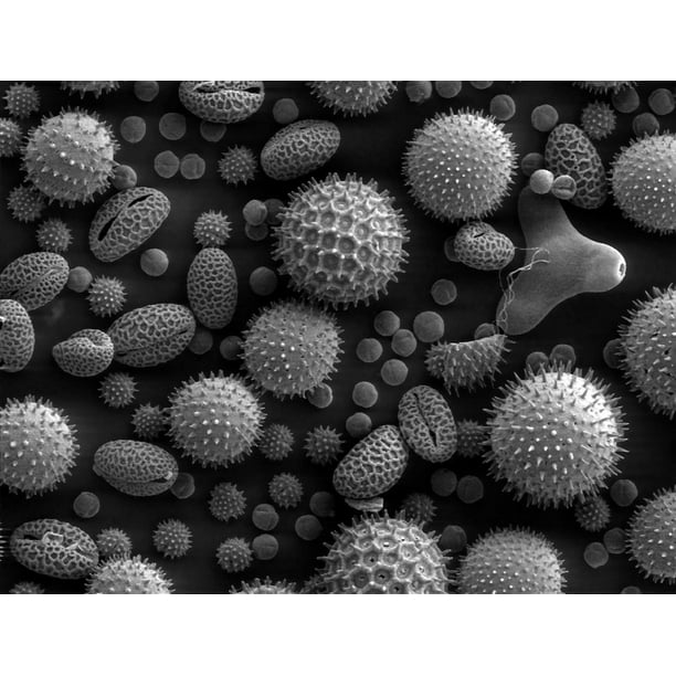 Microscope Scan Electron Microscope Plants Pollen20 Inch By 30 Inch