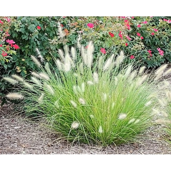 Daylily Nursery Bunny Grass Live Plants, Drought Tolerant