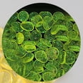 thumbnail image 3 of Nkmbld 100Pcs Glow in The Dark Rocks Outdoor, Resin Decorative Pebbles Aquarium Rocks for Landscaping Walkway Pathway Backyard Fish Tank Plant, 3 of 8