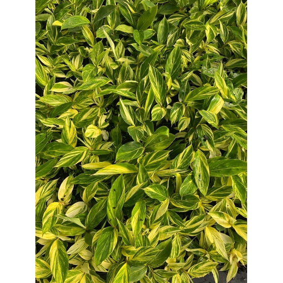 Daylily Nursery Shell Ginger Live Plants in Grower Pot