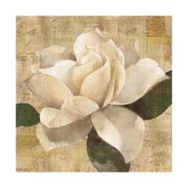 Trademark Fine Art 'Gardenia Blossom On Script' Canvas Art by Albena Hristova